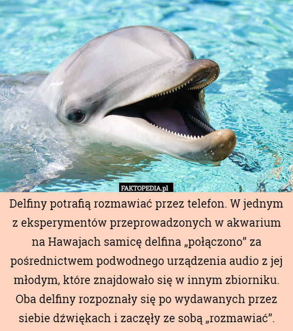 Delfiny potrafią rozmawiać przez telefon. W jednym z eksperymentów przeprowadzonych