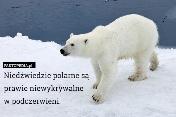 Niedźwiedzie polarne są prawie niewykrywalne w podczerwieni