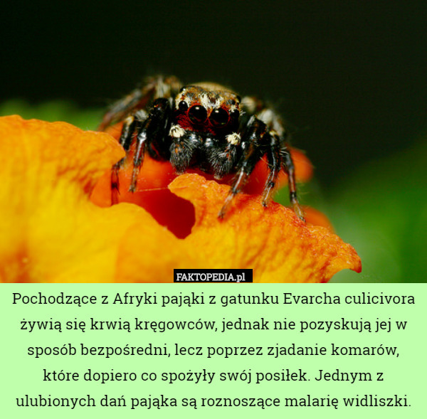 Pochodzące z Afryki pająki z gatunku Evarcha culicivora żywią się krwią