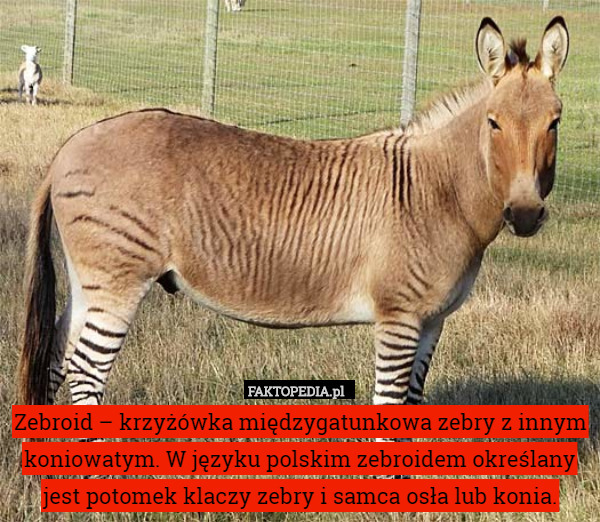 Zebroid – krzyżówka międzygatunkowa zebry z innym koniowatym. W języku polskim
