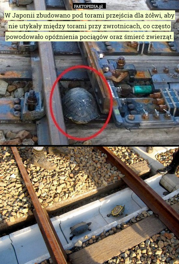 W Japonii zbudowano pod torami przejścia dla żółwi, aby nie utykały między