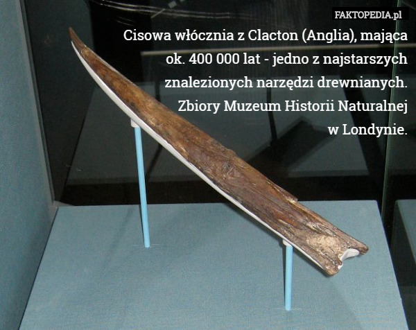 Cisowa włócznia z Clacton (Anglia), mająca
 ok. 400 000 lat - jedno z najstarszych