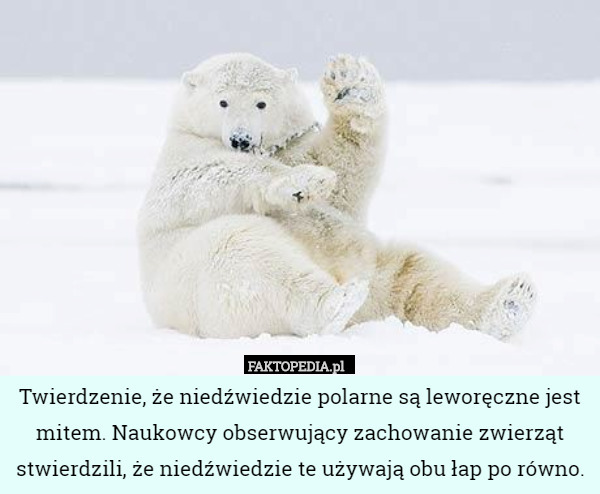 Twierdzenie, że niedźwiedzie polarne są leworęczne jest mitem. Naukowcy
