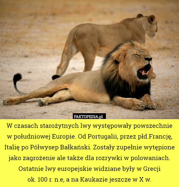 W czasach starożytnych lwy występowały powszechnie w południowej Europie.