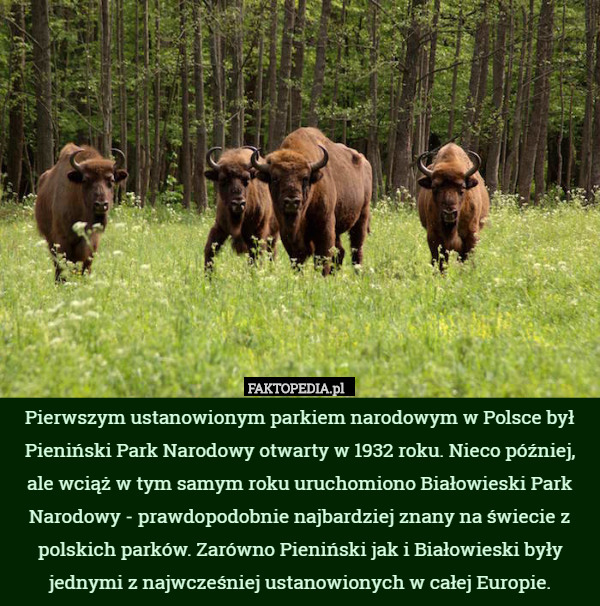 Pierwszym ustanowionym parkiem narodowym w Polsce był Pieniński Park Narodowy