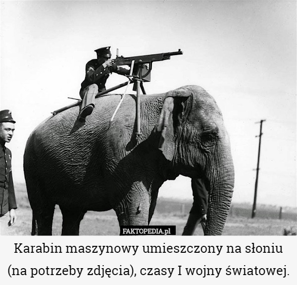 Karabin maszynowy umieszczony na słoniu (na potrzeby zdjęcia), czasy I wojny
