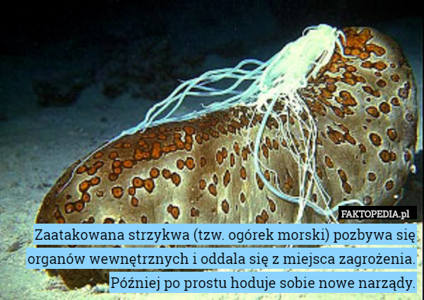 Zaatakowana strzykwa (tzw. ogórek morski) pozbywa się organów wewnętrznych