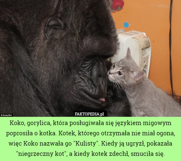 Koko, gorylica, która posługiwała się językiem migowym poprosiła o kotka.