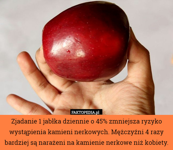 Zjadanie 1 jabłka dziennie o 45% zmniejsza ryzyko wystąpienia kamieni nerkowych.