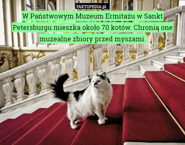 W Państwowym Muzeum Ermitażu w Sankt Petersburgu mieszka około 70 kotów.