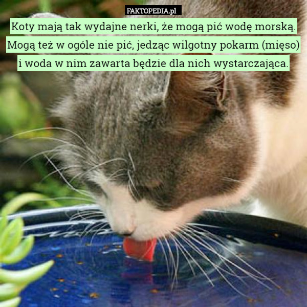 Koty mają tak wydajne nerki, że mogą pić wodę morską. Mogą też w ogóle nie