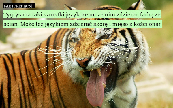 Tygrys ma taki szorstki język, że może nim zdzierać farbę ze ścian. Może
