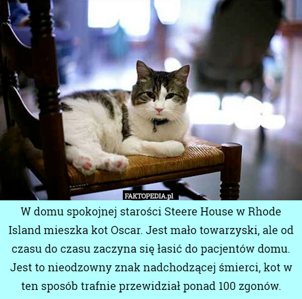 W domu spokojnej starości Steere House w Rhode Island mieszka kot Oscar.