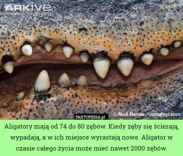 Aligatory mają od 74 do 80 zębów. Kiedy zęby się ścierają, wypadają, a w