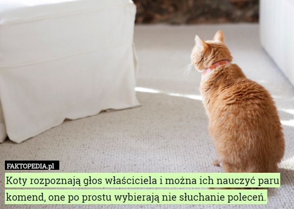 Koty rozpoznają głos właściciela i można ich nauczyć paru komend, one po