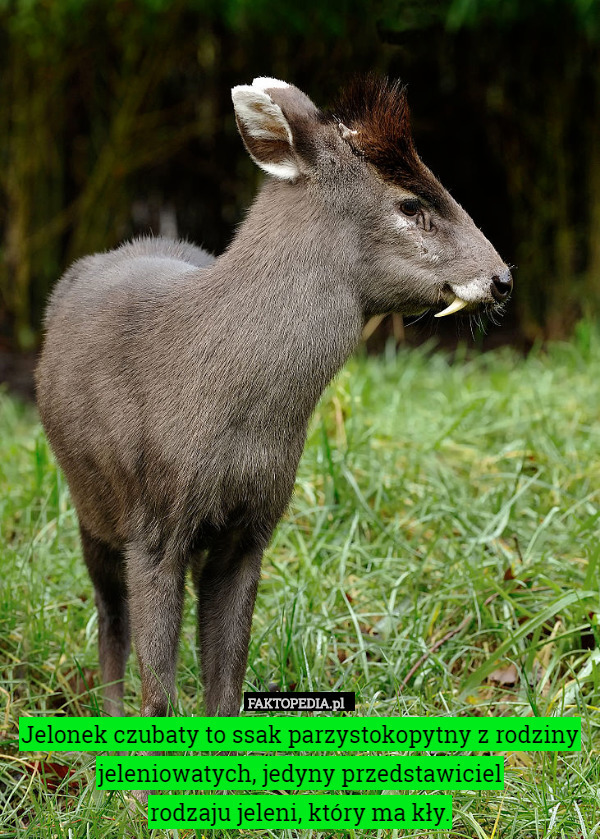 Jelonek czubaty to ssak parzystokopytny z rodziny jeleniowatych, jedyny