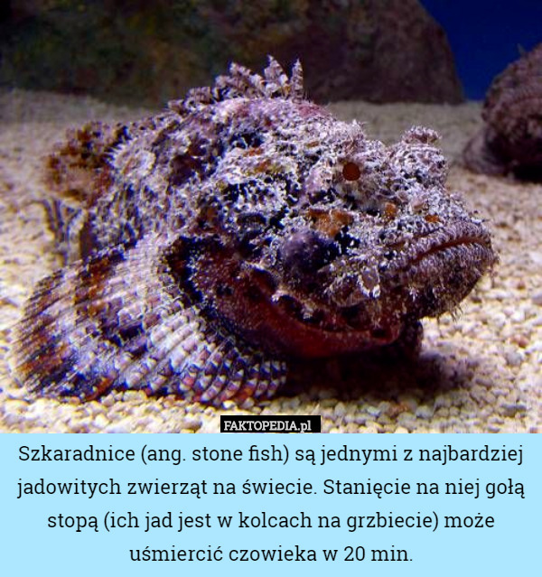 Szkaradnice (ang. stone fish) są jednymi z najbardziej jadowitych zwierząt