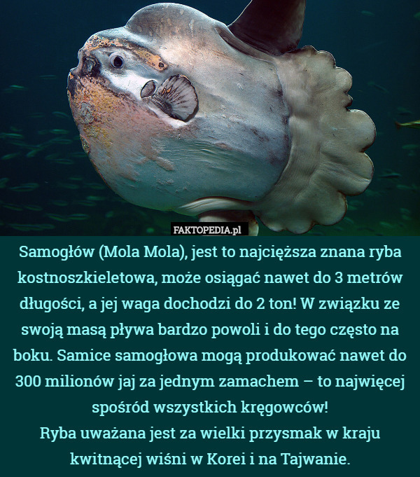Samogłów (Mola Mola), jest to najcięższa znana ryba kostnoszkieletowa,