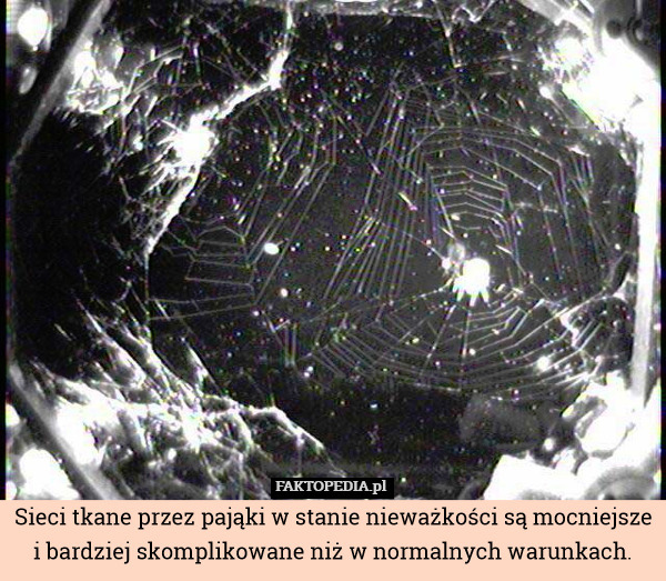 Sieci tkane przez pająki w stanie nieważkości są mocniejsze i bardziej skomplikowane