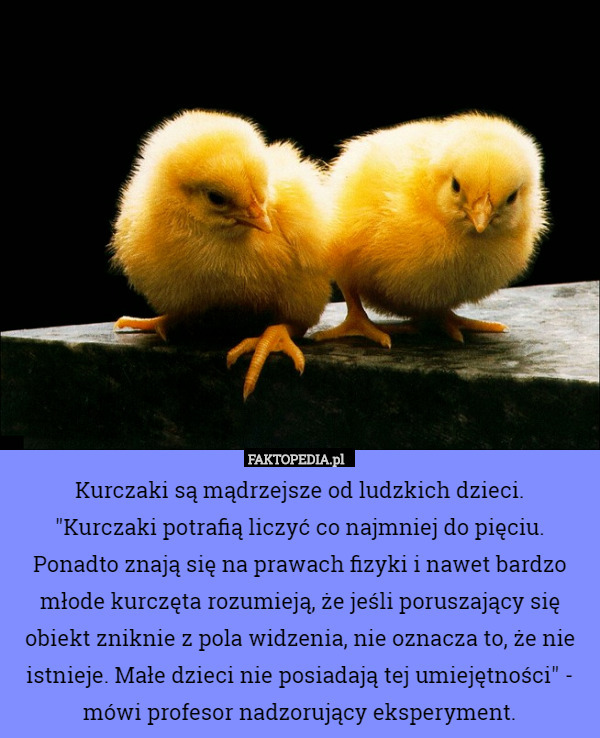 Kurczaki są mądrzejsze od ludzkich dzieci."Kurczaki potrafią liczyć