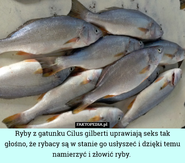 Ryby z gatunku Cilus gilberti uprawiają seks tak głośno, że rybacy są w