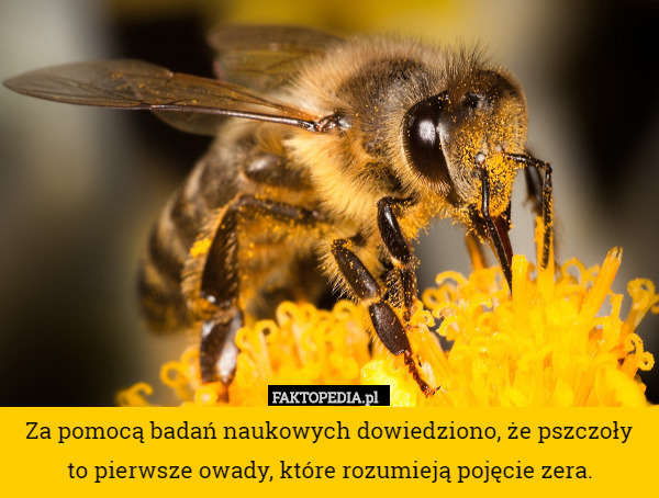 Za pomocą badań naukowych dowiedziono, że pszczoły to pierwsze owady, które
