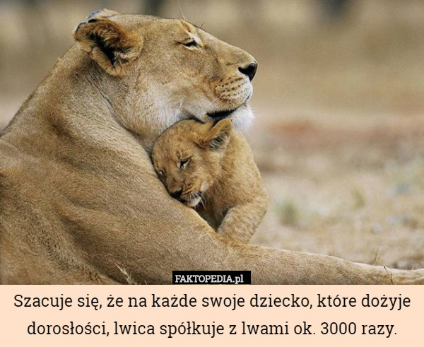 Szacuje się, że na każde swoje dziecko, które dożyje dorosłości, lwica spółkuje