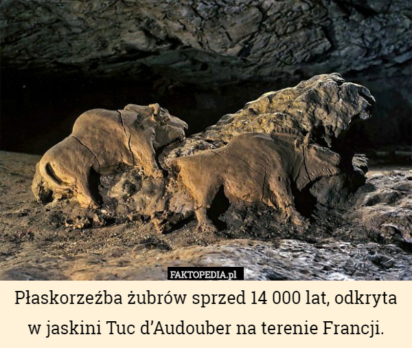 Płaskorzeźba żubrów sprzed 14 000 lat, odkryta w jaskini Tuc d’Audouber