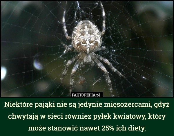 Niektóre pająki nie są jedynie mięsożercami, gdyż chwytają w sieci również