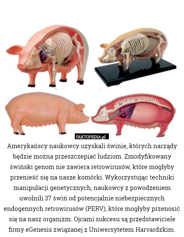 Amerykańscy naukowcy uzyskali świnie, których narządy będzie można przeszczepiać