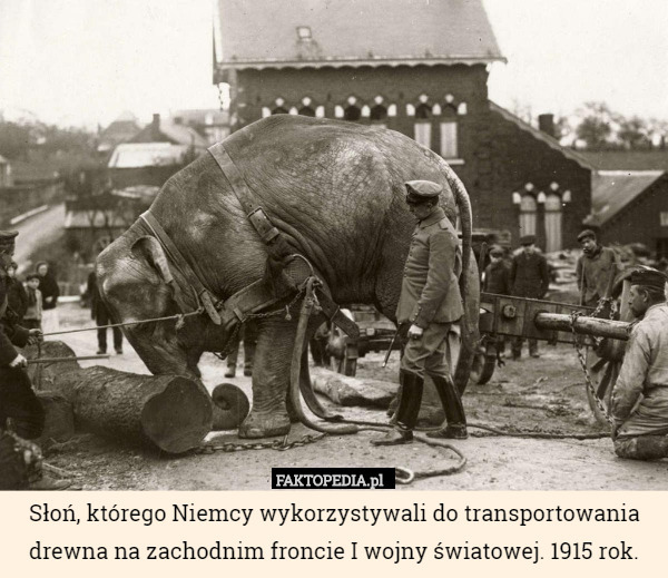 Słoń, którego Niemcy wykorzystywali do transportowania drewna na zachodnim