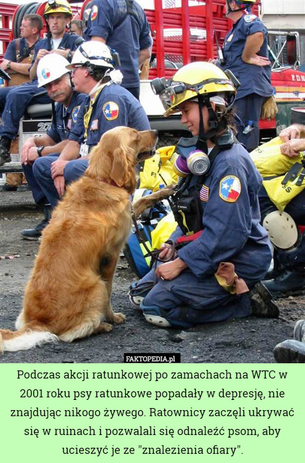 Podczas akcji ratunkowej po zamachach na WTC w 2001 roku psy ratunkowe popadały