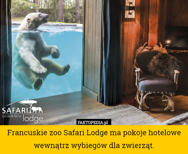 Francuskie zoo Safari Lodge ma pokoje hotelowe wewnątrz wybiegów...
