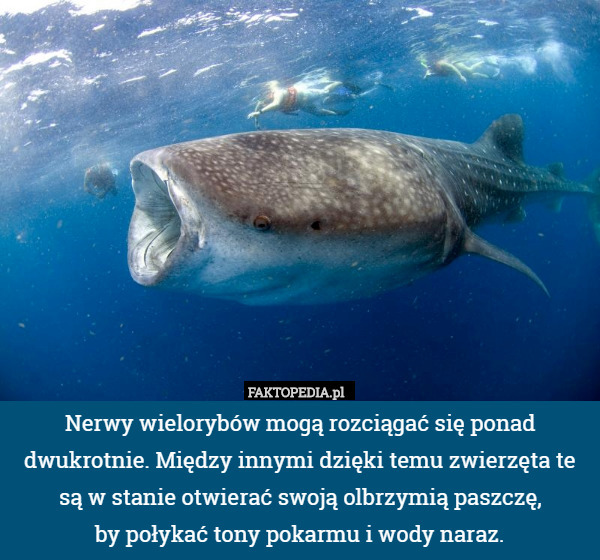 Nerwy wielorybów mogą rozciągać się ponad dwukrotnie. Między innymi dzięki