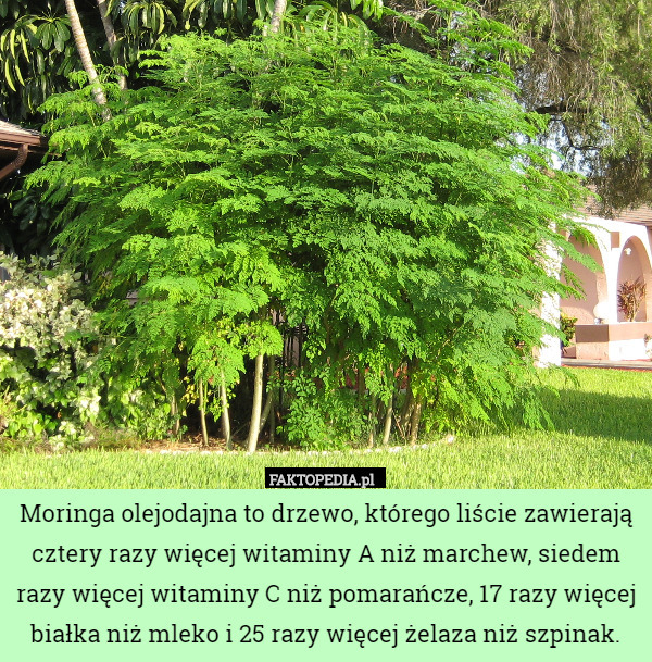 Moringa olejodajna to drzewo, którego liście zawierają cztery razy więcej