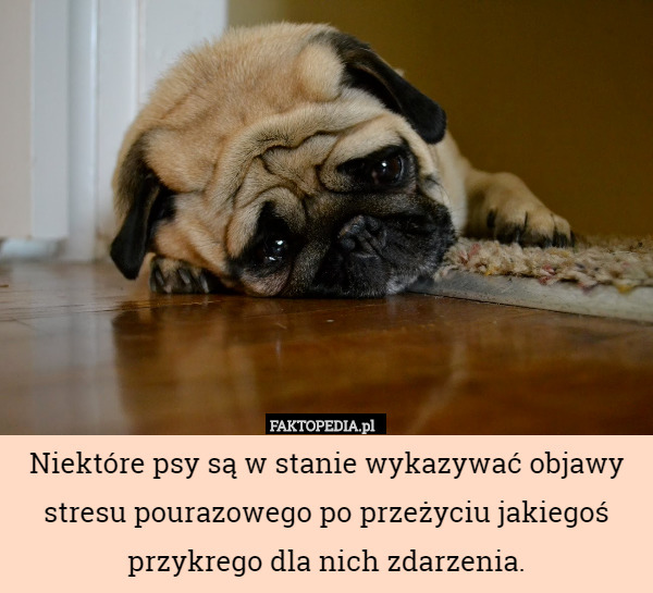 Niektóre psy są w stanie wykazywać objawy stresu pourazowego po przeżyciu