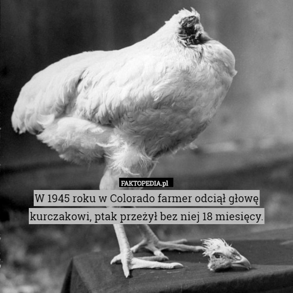 W 1945 roku w Colorado farmer odciął głowę kurczakowi, ptak przeżył bez