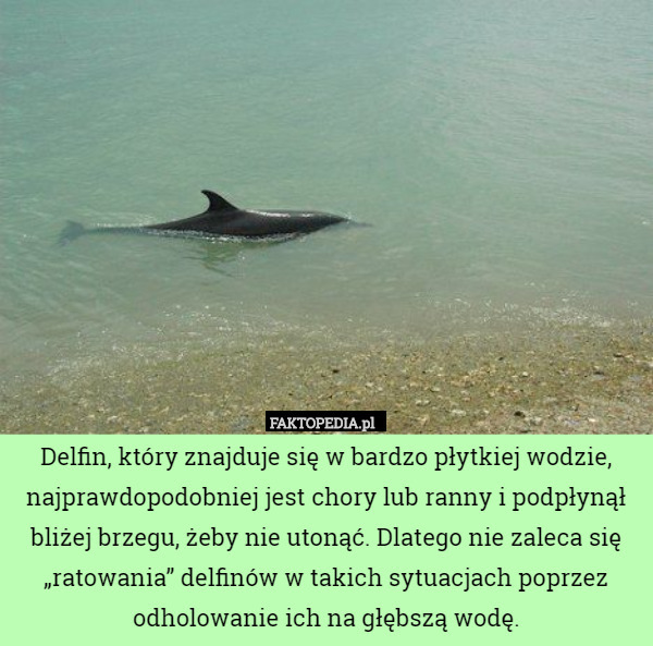 Delfin, który znajduje się w bardzo płytkiej wodzie, najprawdopodobniej...