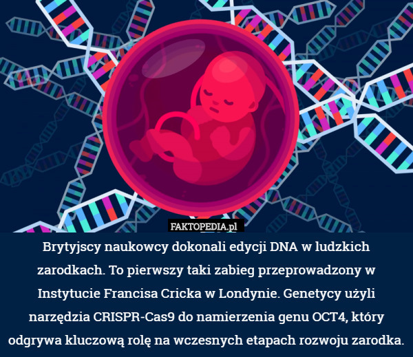 Brytyjscy naukowcy dokonali edycji DNA w ludzkich zarodkach. To pierwszy...
