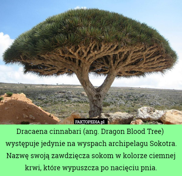 Dracaena cinnabari (ang. Dragon Blood Tree)  występuje jedynie na wyspach...