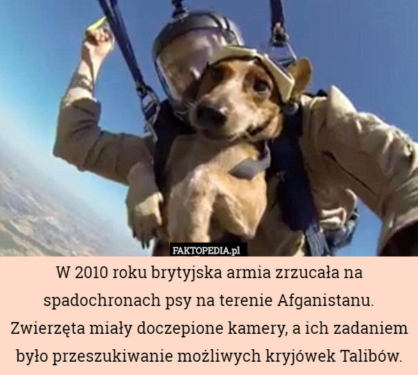 W 2010 roku brytyjska armia zrzucała na spadochronach psy na terenie Afganistanu...