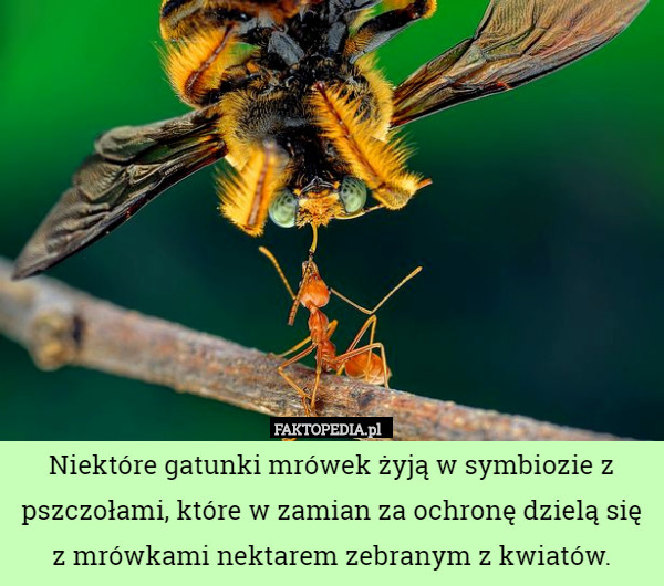 Niektóre gatunki mrówek żyją w symbiozie z pszczołami, które w zamian za...