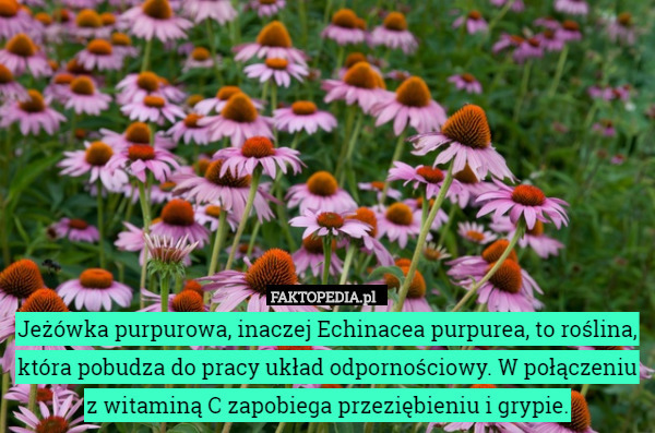 Jeżówka purpurowa, inaczej Echinacea purpurea, to roślina, która pobudza...
