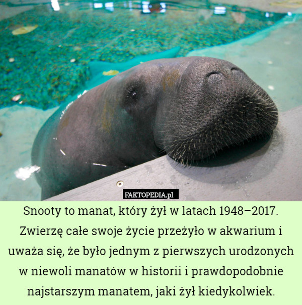 Snooty to manat, który żył w latach 1948–2017. Zwierzę całe swoje życie...