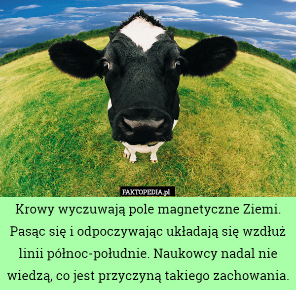 Krowy wyczuwają pole magnetyczne Ziemi. Pasąc się i odpoczywając układają...