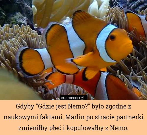 Gdyby "Gdzie jest Nemo?" było zgodne z naukowymi faktami, Marlin...