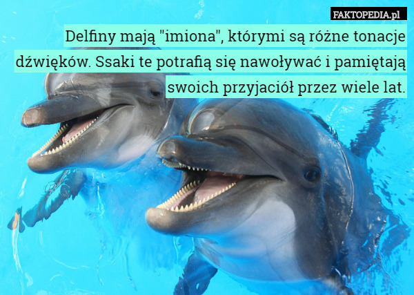Delfiny mają "imiona", którymi są różne tonacje dźwięków. Ssaki