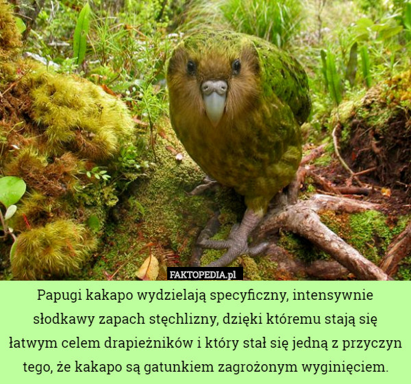 Papugi kakapo wydzielają specyficzny, intensywnie słodkawy zapach stęchlizny...