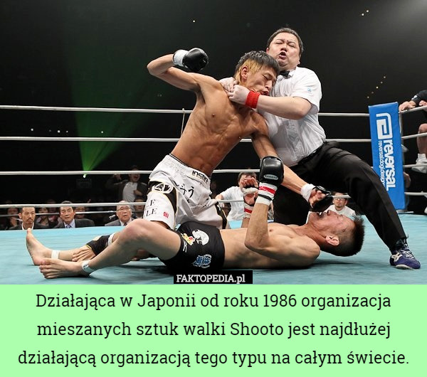 Działająca w Japonii od roku 1986 organizacja mieszanych sztuk walki Shooto