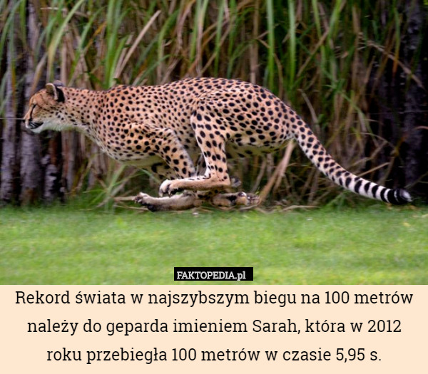 Rekord świata w najszybszym biegu na 100 metrów należy do geparda imieniem